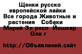 Щенки русско европейской лайки - Все города Животные и растения » Собаки   . Марий Эл респ.,Йошкар-Ола г.